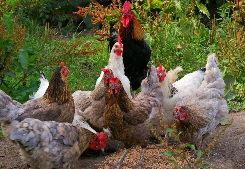 Ptačí chřipka H5N1: neexistuje důkaz existence, patogenity ani pandemického potenciálu